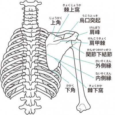 肩関節・肩甲骨まわりの構造図
