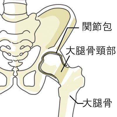 股関節の構造(関節包・大腿骨頸部・大腿骨)